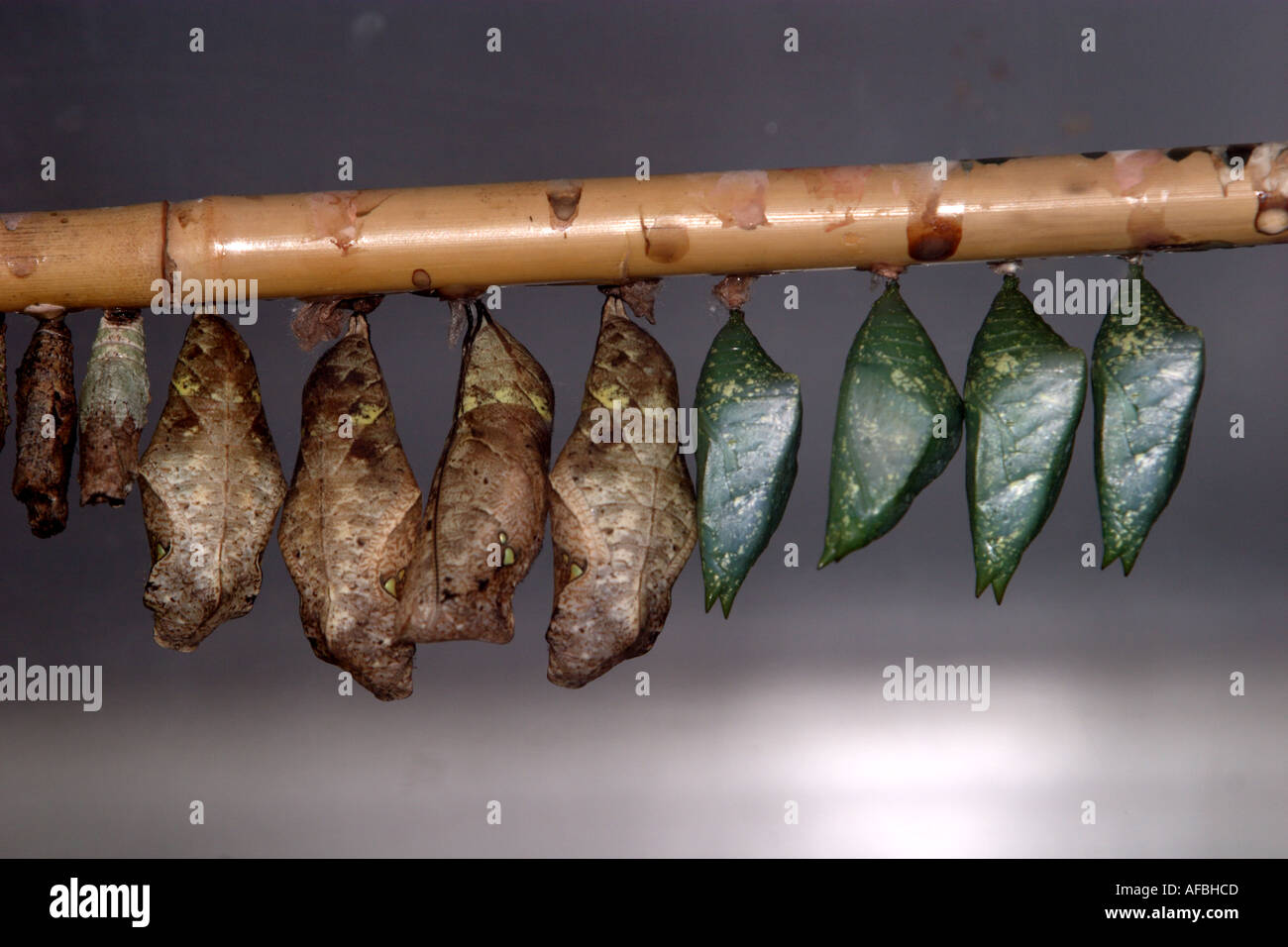 Butterfly moth pupae chrysalis hires stock photography and images Alamy