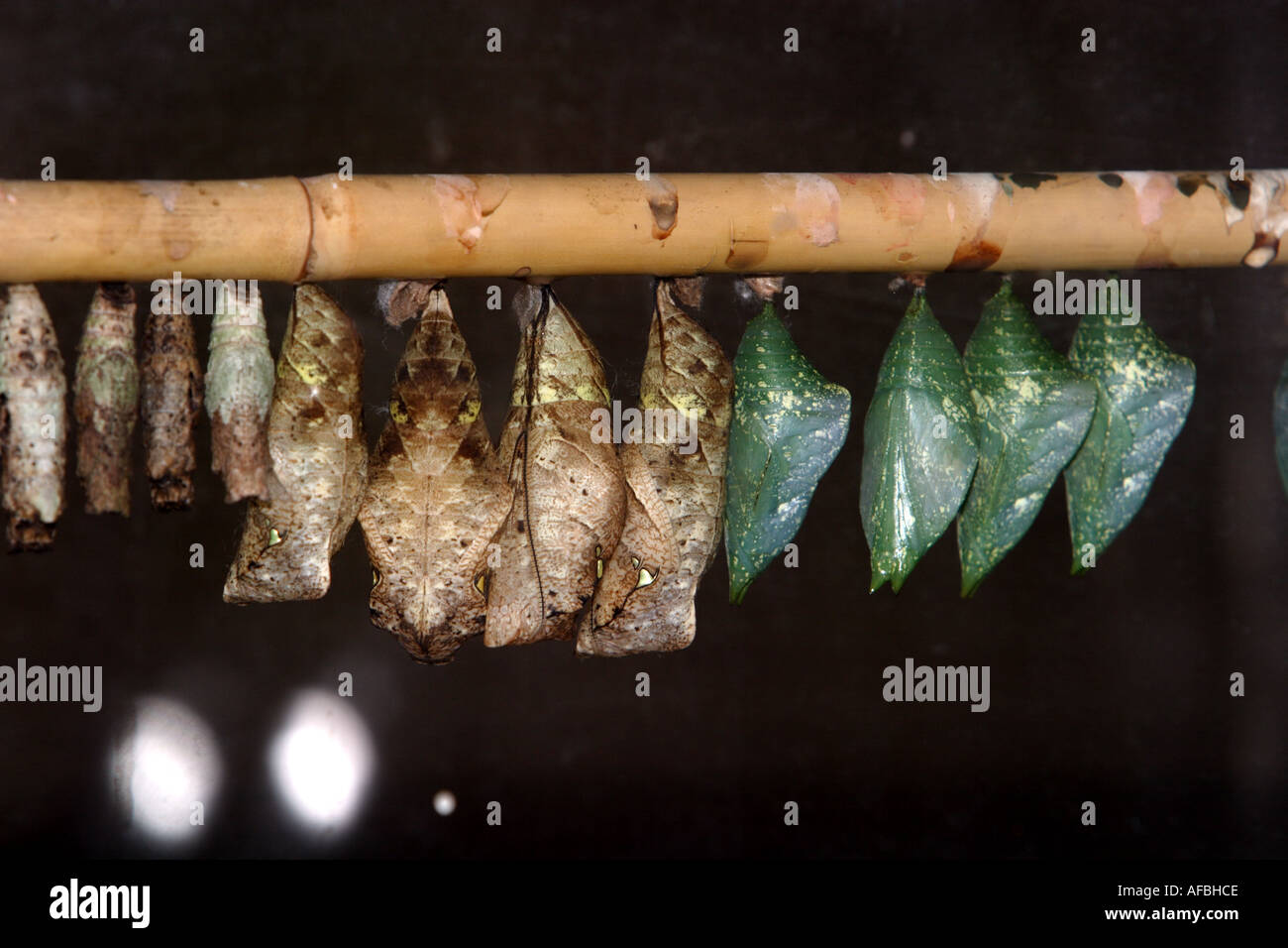 Butterfly moth pupae chrysalis hires stock photography and images Alamy