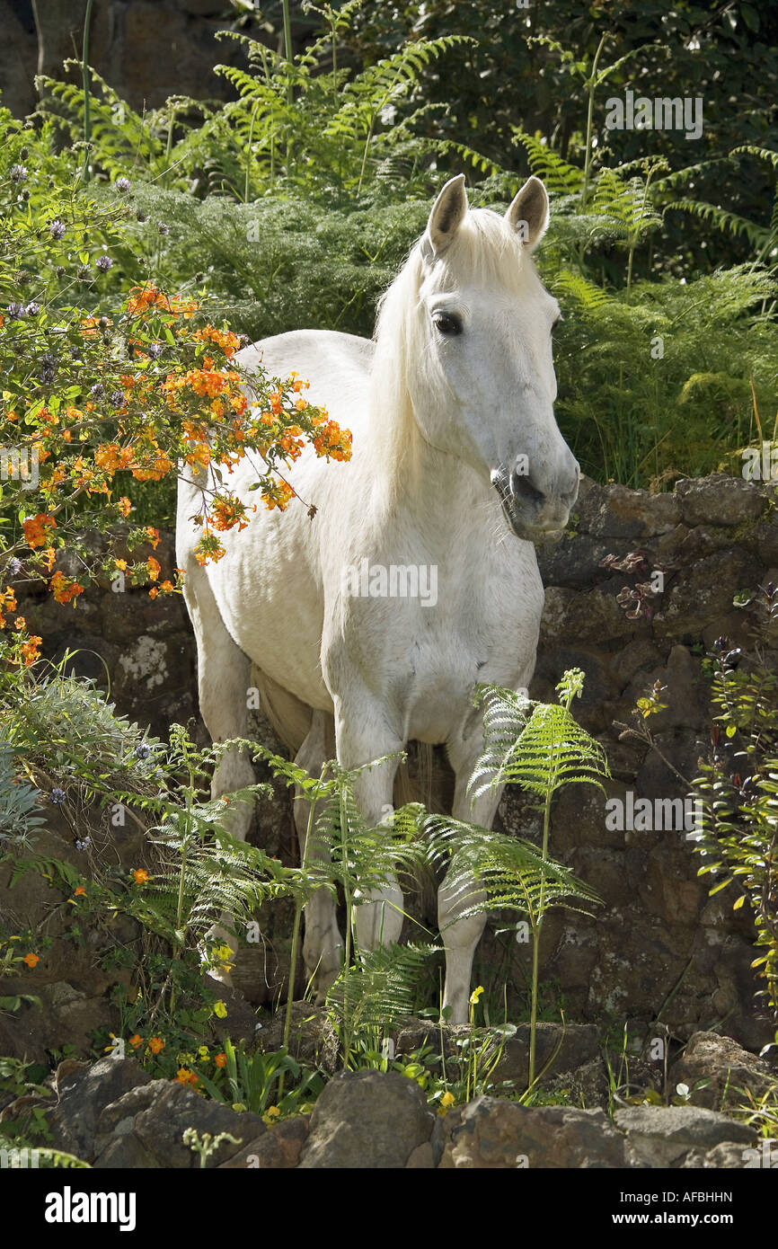 Andalusian horse - standing Stock Photo