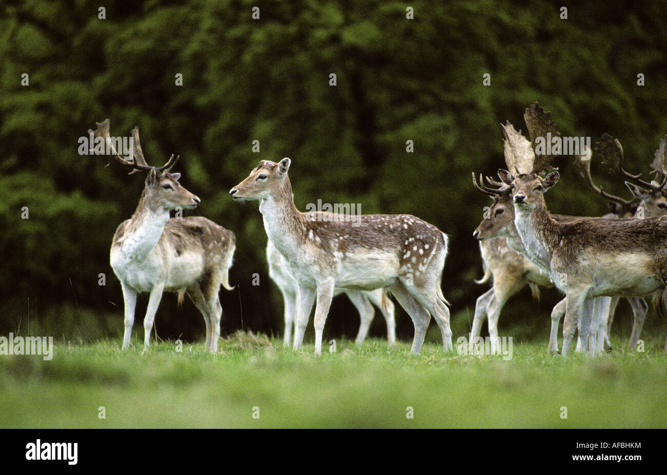 Fountains Abbey Deer Park, Studley Royal, North Yorkshire, England, UK