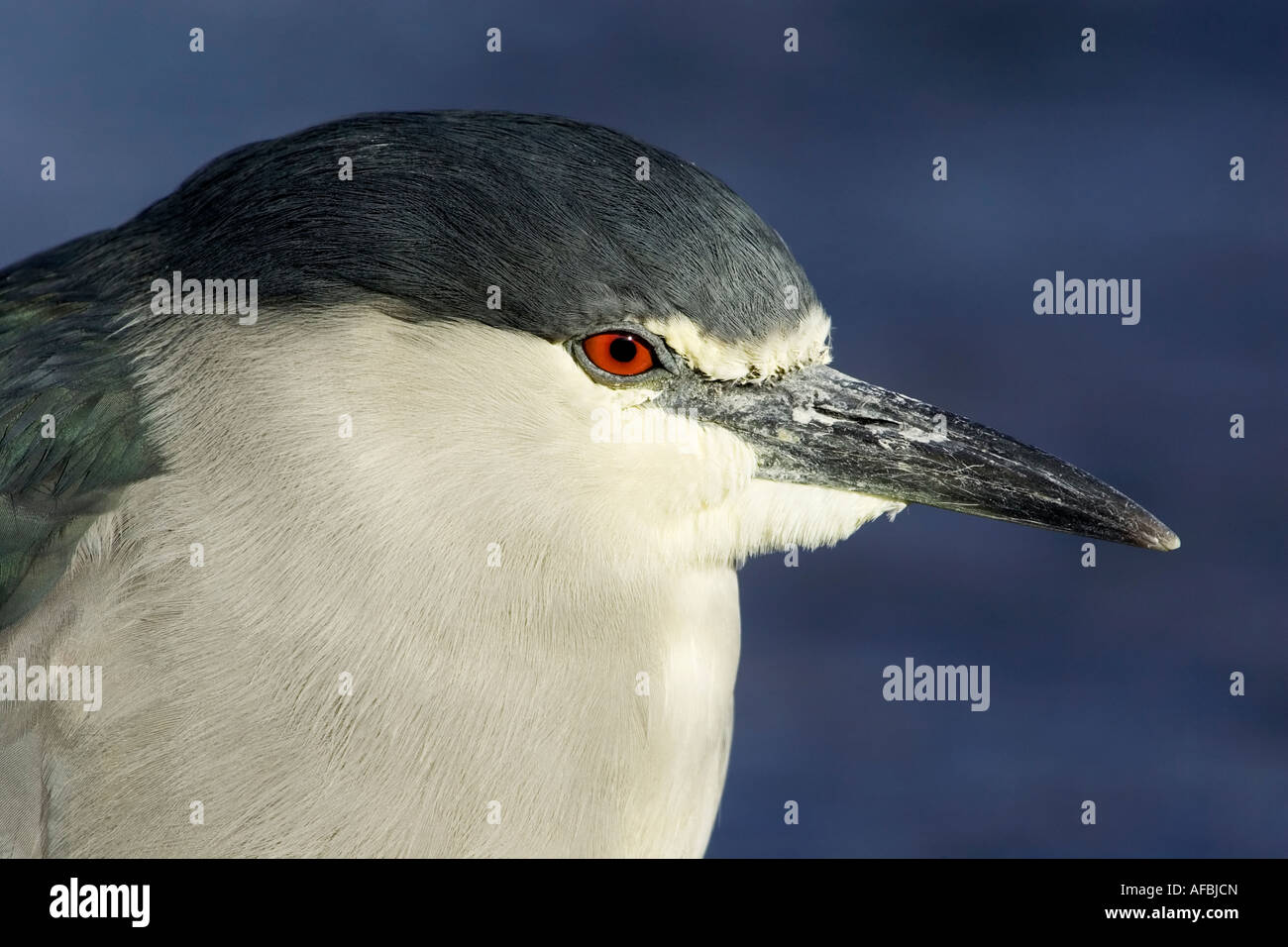 A facial study of an adult Black crowned Night Heron Stock Photo