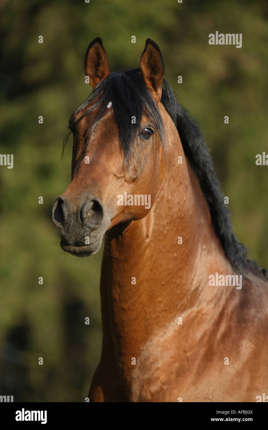 AngloArabian horse portrait Stock Photo Alamy