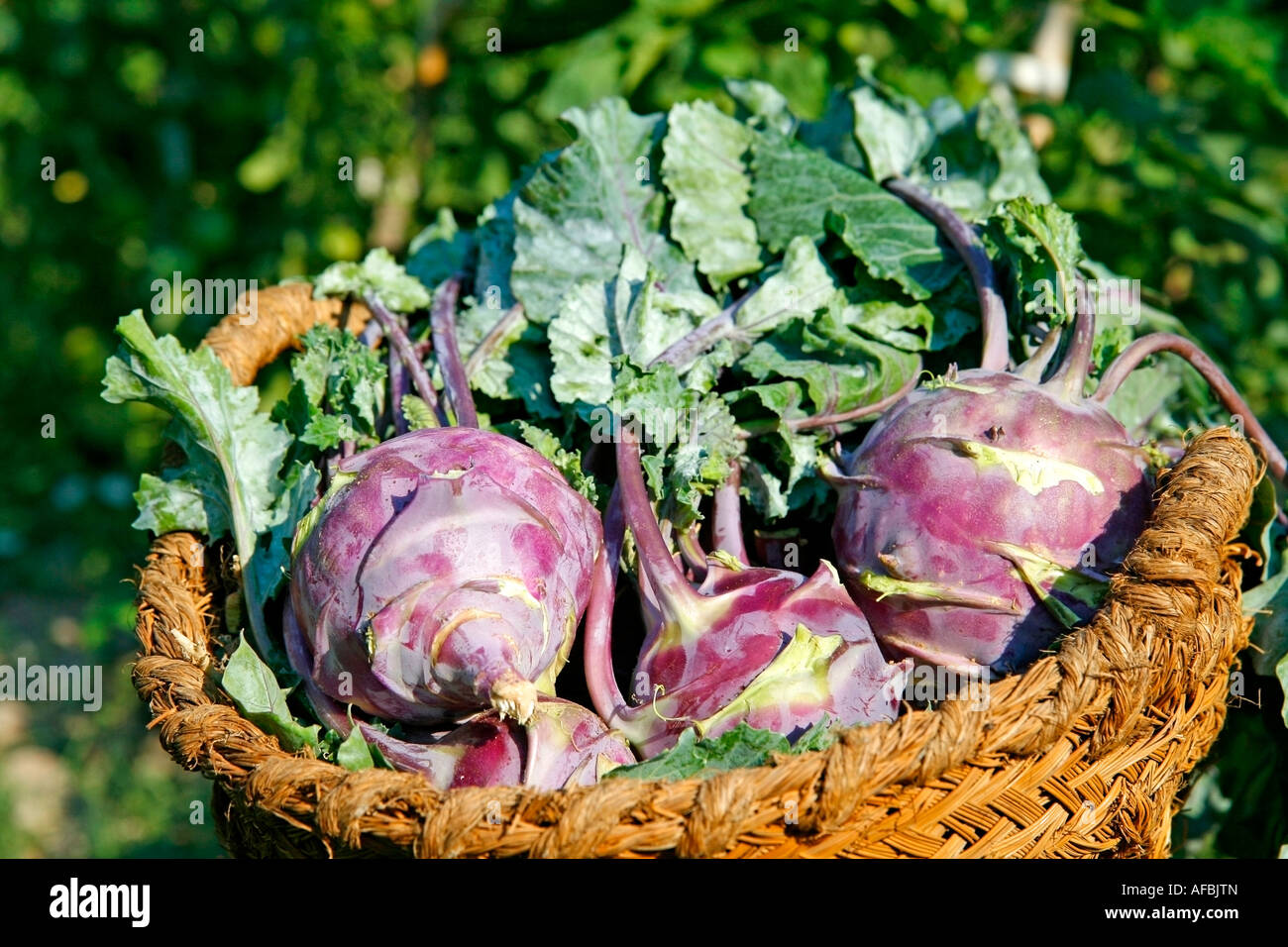 Root crops hi-res stock photography and images - Alamy