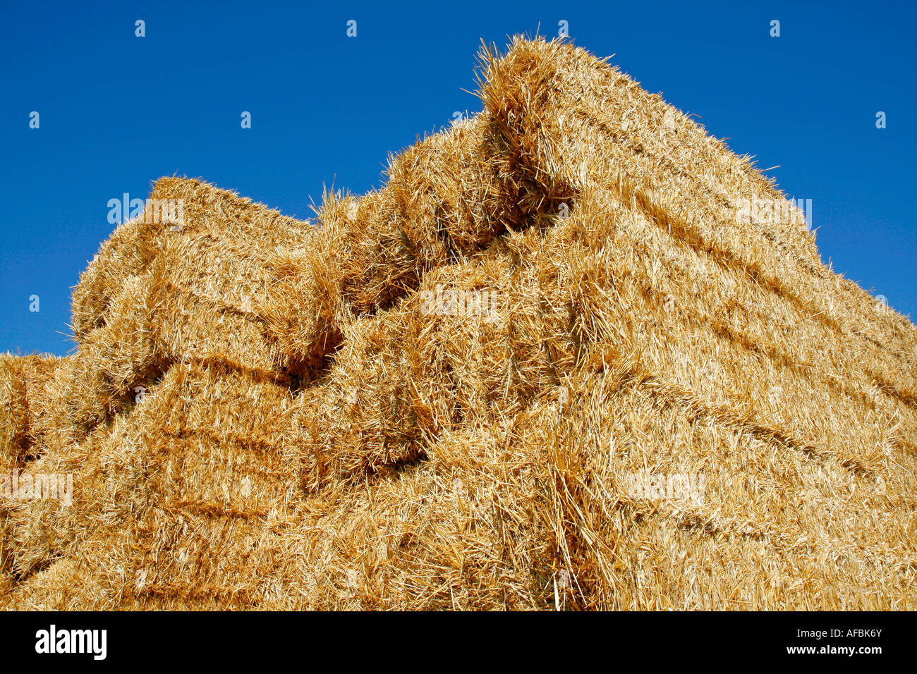 Biomass farm hi-res stock photography and images - Alamy