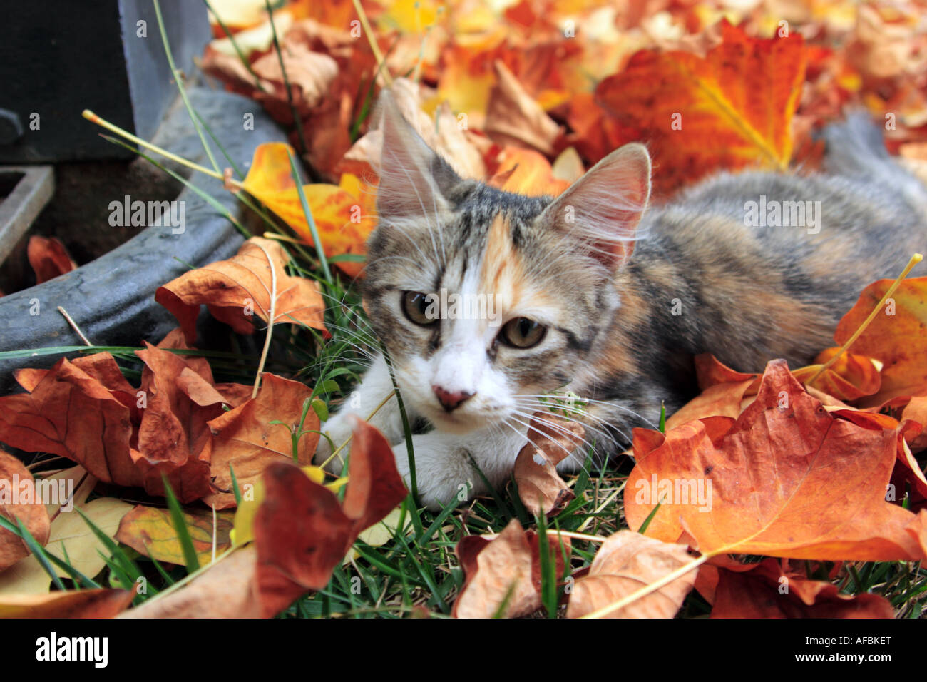 Little cat in autumn leaves Stock Photo - Alamy