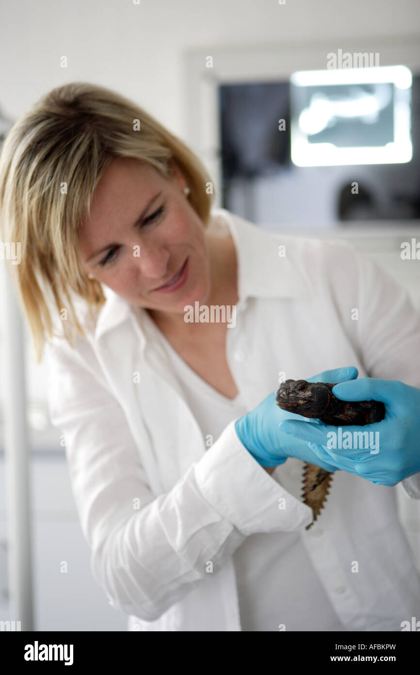 The zoo veterinary surgeon of the zoo Allwetterzoo Dr Sandra Silinski during her work Stock Photo