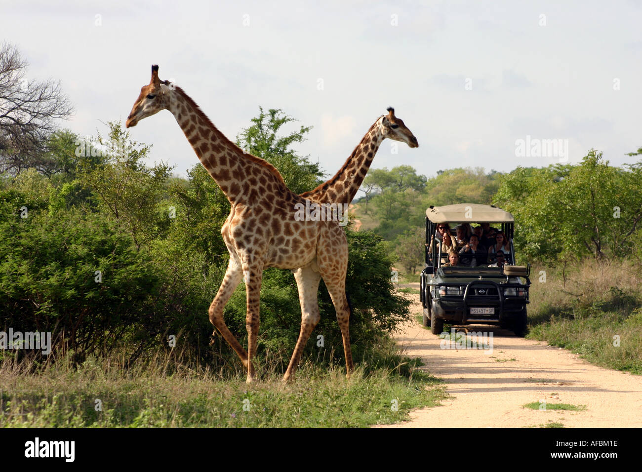 Two giraffes and safari truck on safari in southern Africa South Africa Stock Photo