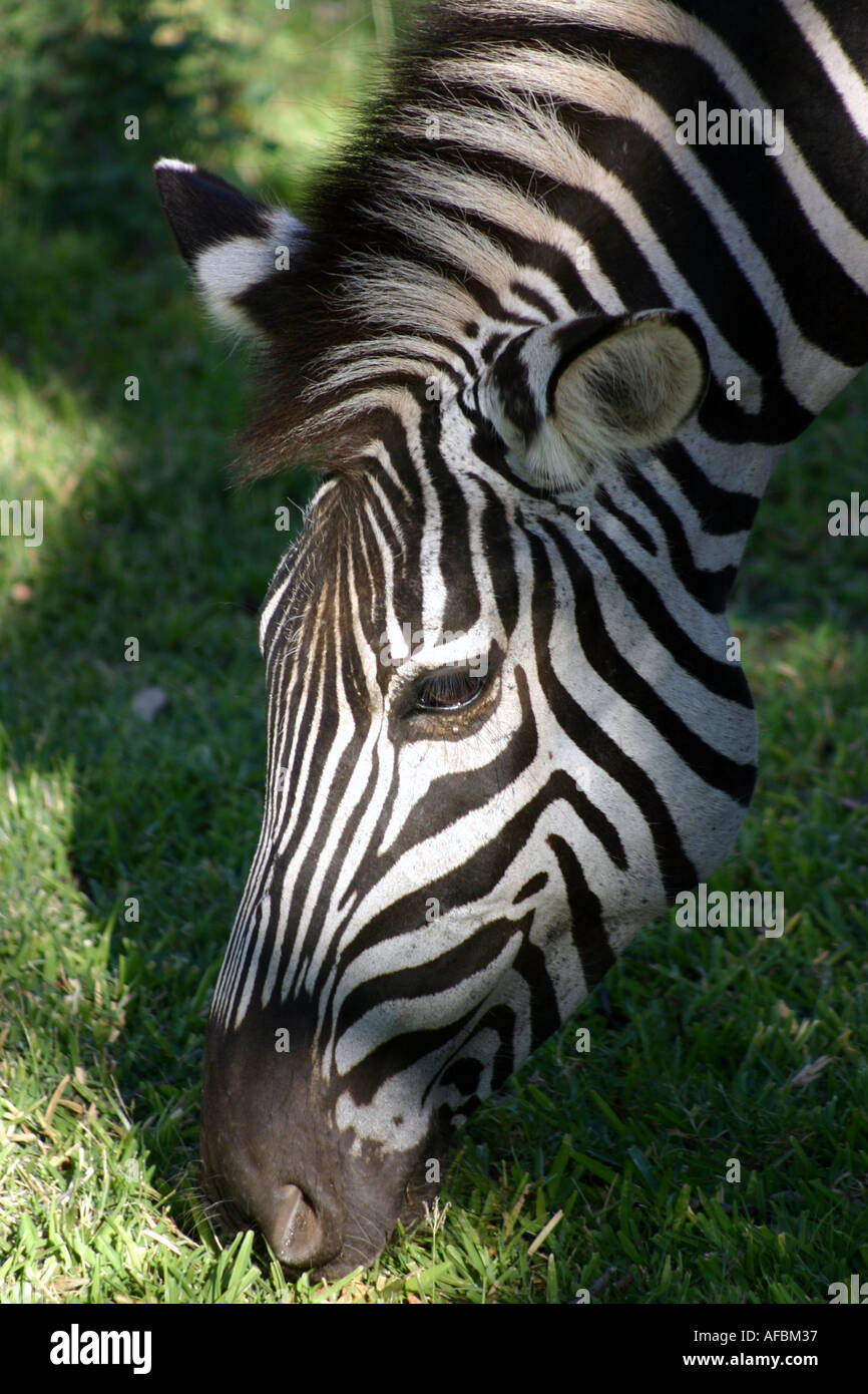 Zebra in Zambia Stock Photo