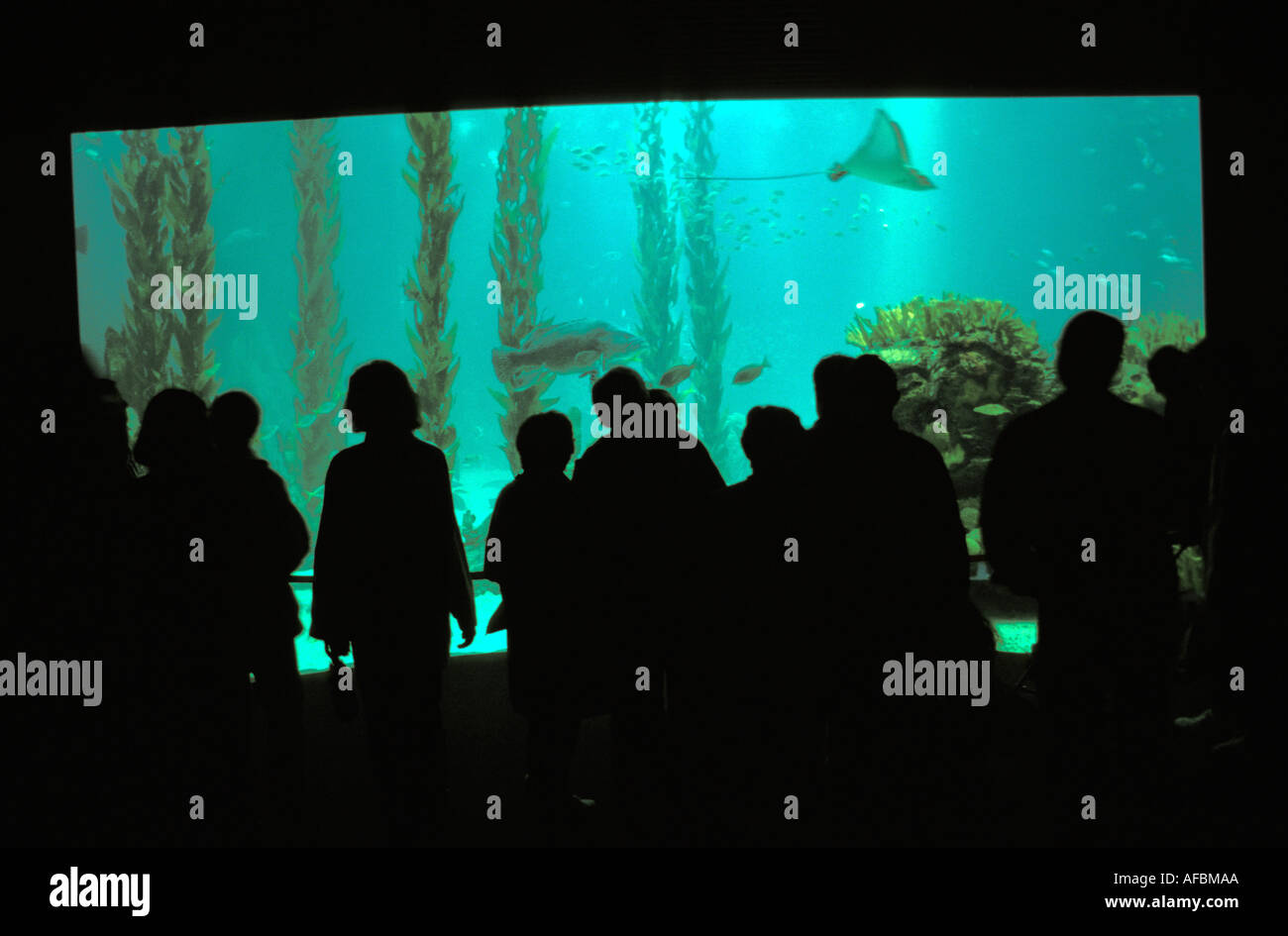 Lisbon the ocean aquarium at the parque das nacoes Stock Photo