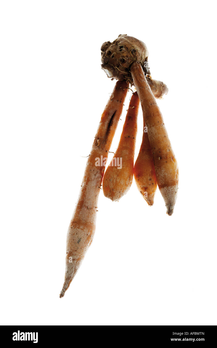 Finger root hi-res stock photography and images - Alamy
