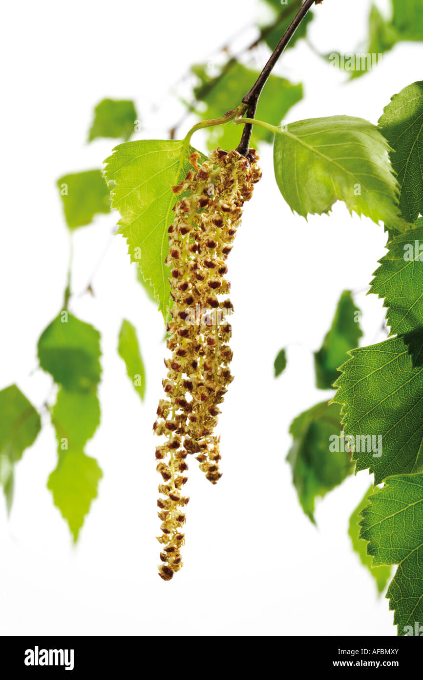 Birch pollen hires stock photography and images Alamy