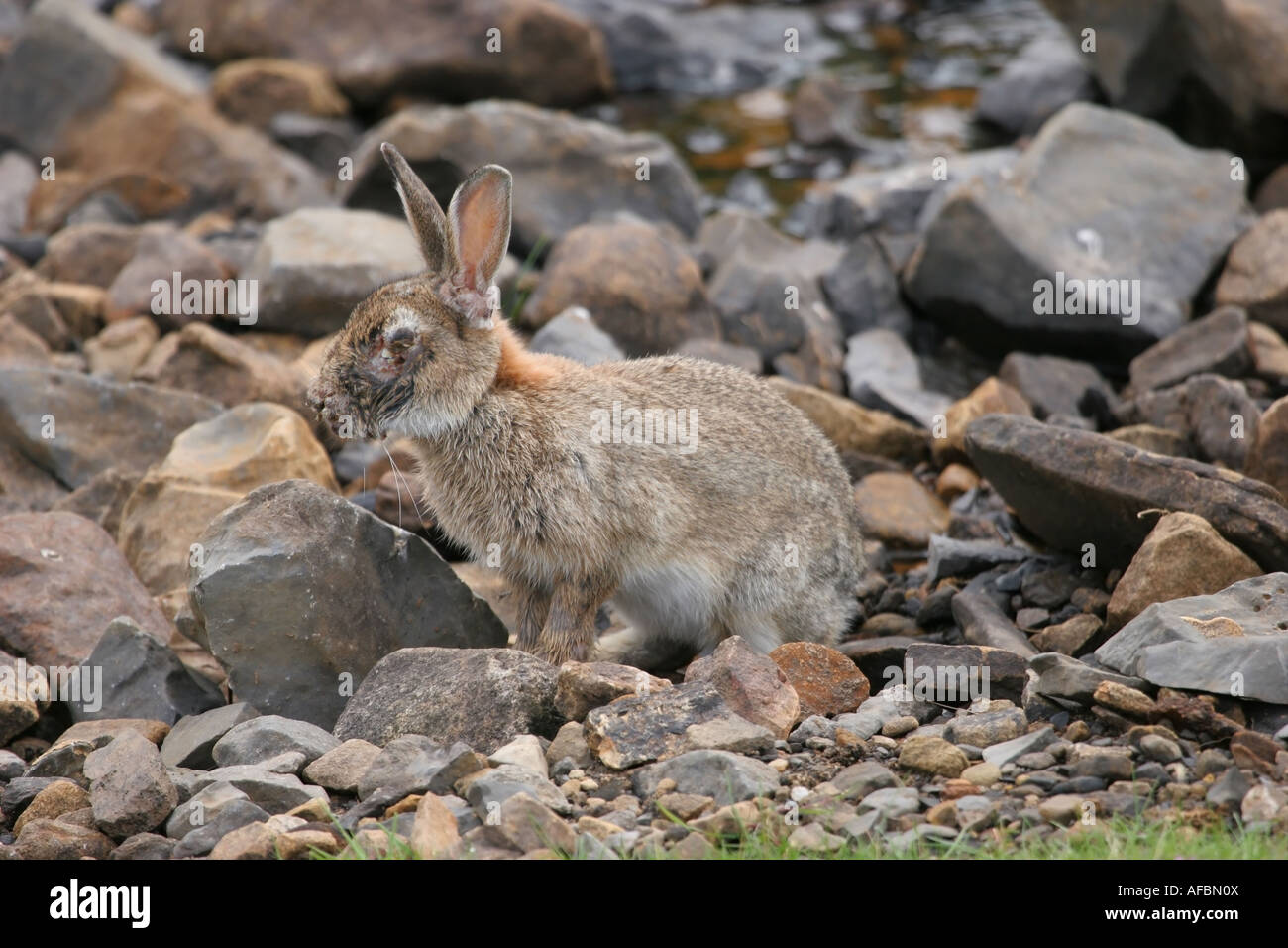 Rabbit Oryctolagus cuniculus Suffering From Myxomatosis Stock Photo