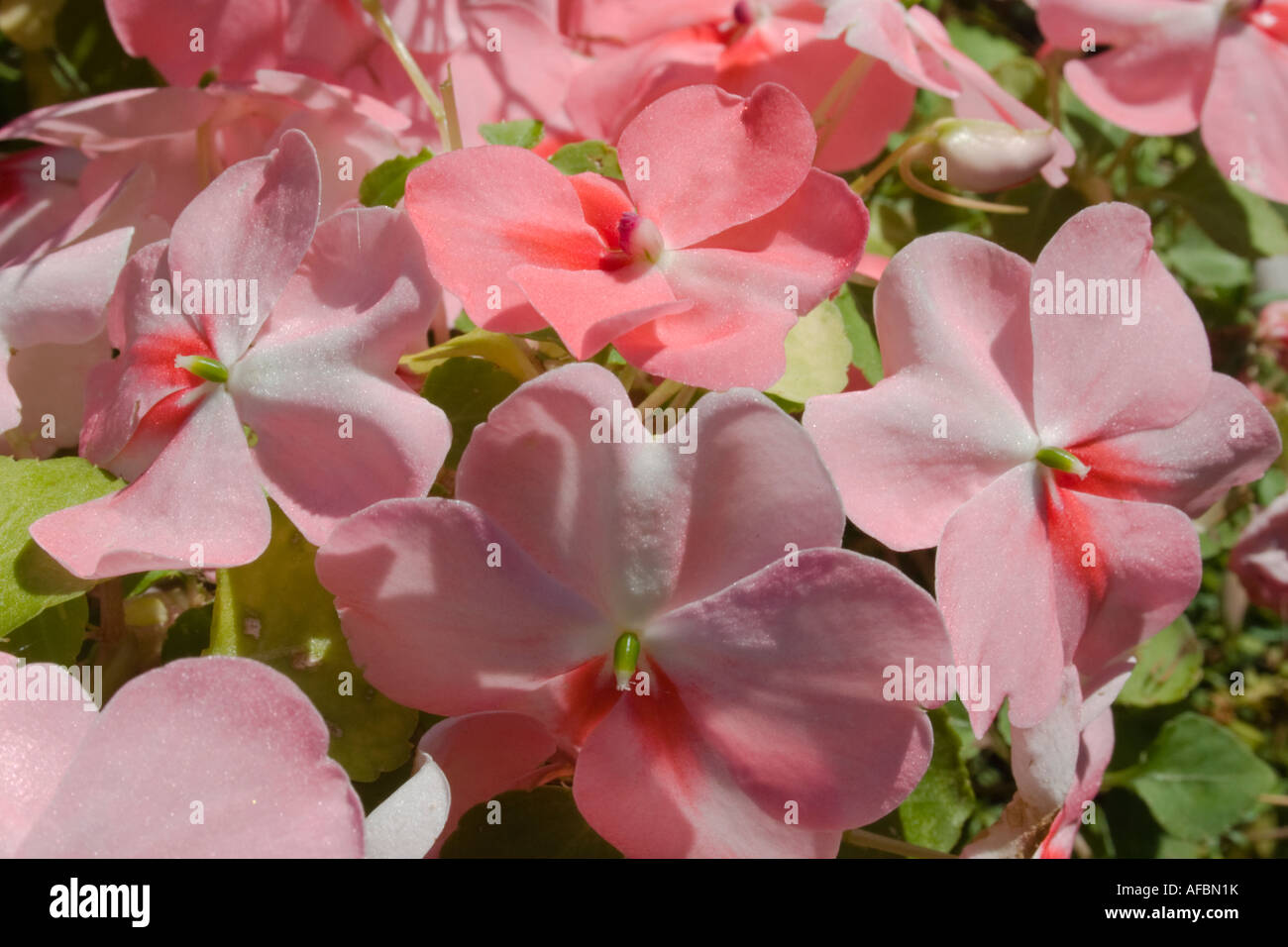 Pink Begonia with sparkling Petals in the Sunlight Stock Photo