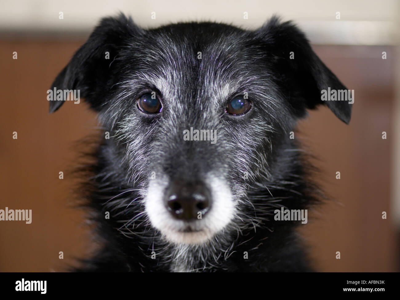 Older Dog Showing Greying Hair Around Muzzle Stock Photo