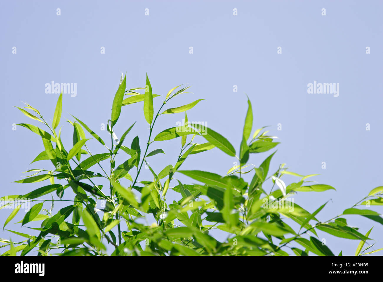 Green leaves in bright sunlight hi-res stock photography and images - Alamy