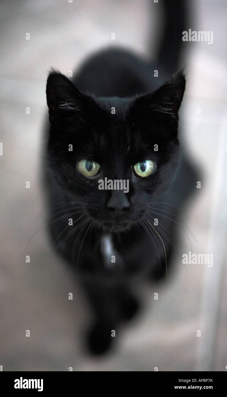 A black cat sitting and looking up at the camera Stock Photo - Alamy