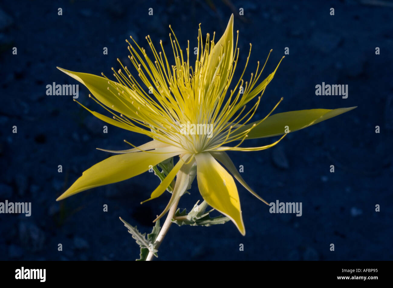 FLOWER Blazing Star (Mentzelia laevicaulis) MONO LAKE California Stock Photo