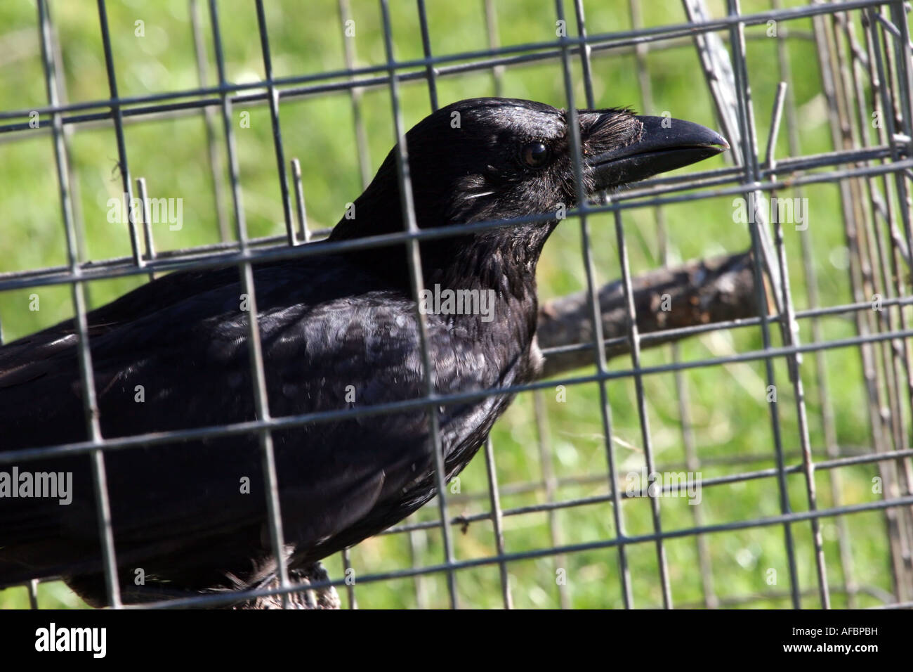 Closeup of Crow Corvus corone corone in Larsen Trap Stock Photo