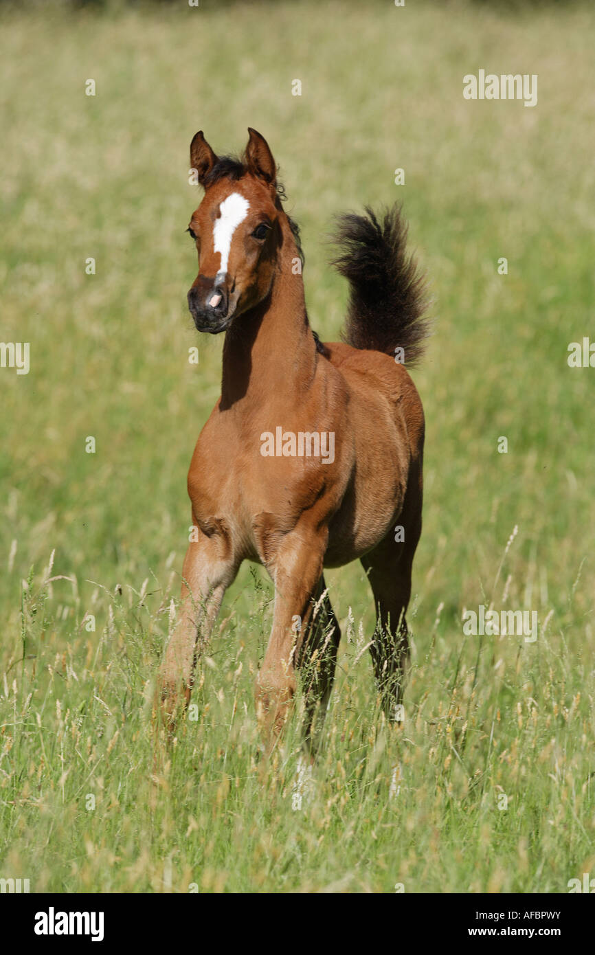 Arabian horse foal on meadow Stock Photo Alamy