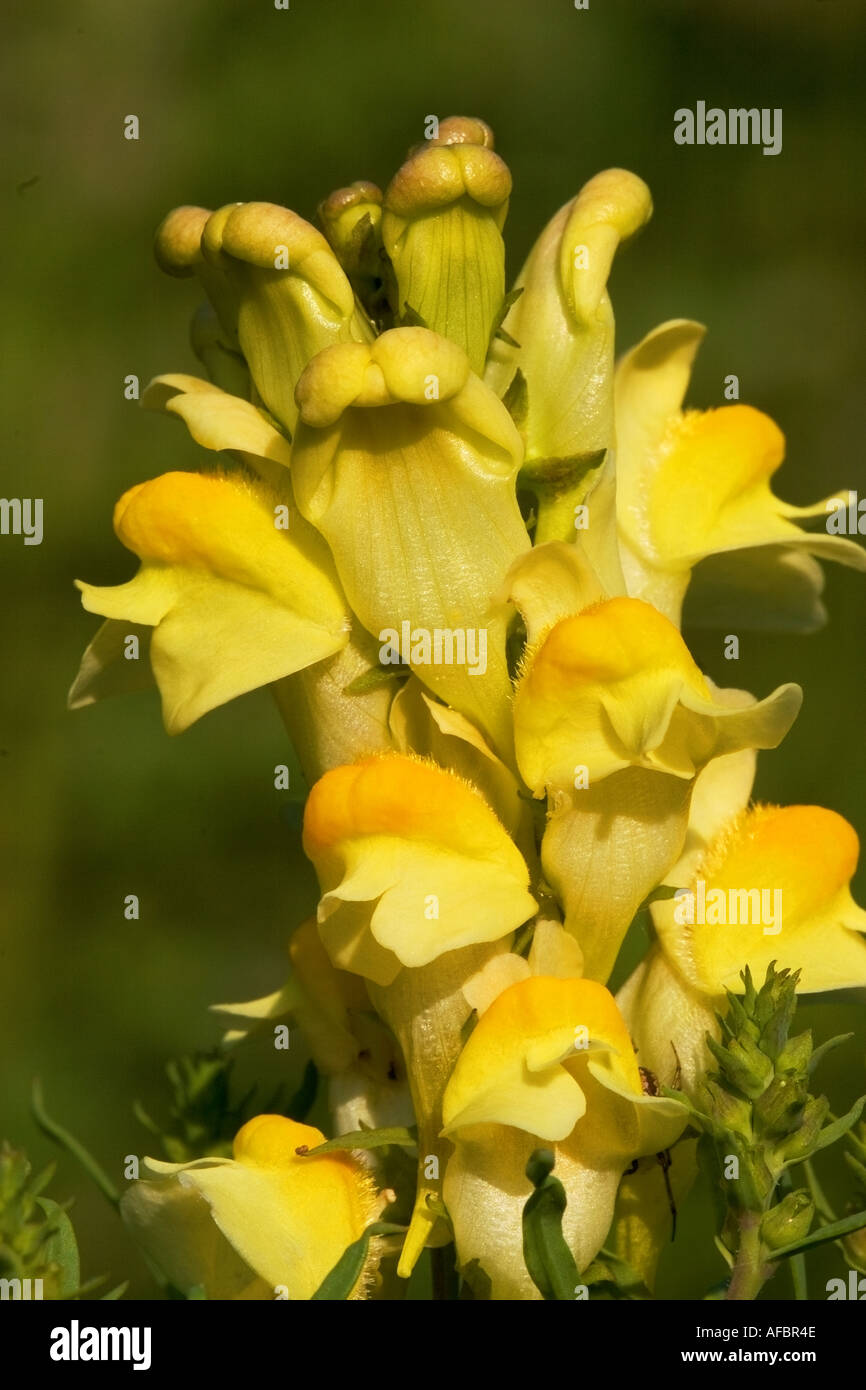 Common toadflax Linaria vulgaris Stock Photo