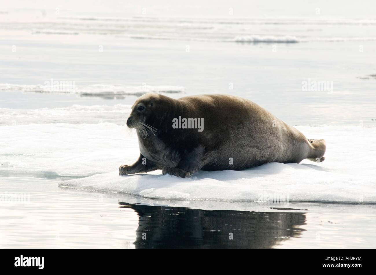 Bearded seals haul out on small pieces of pack ice on windless days in ...