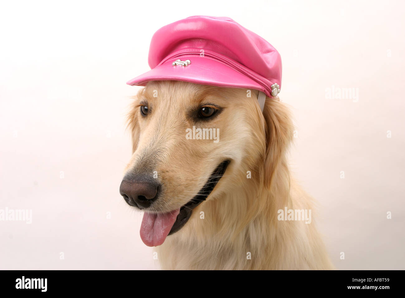 Rhinestone Pink Golden Retriever Cap Golden-Retriever-Navy-  main image 2