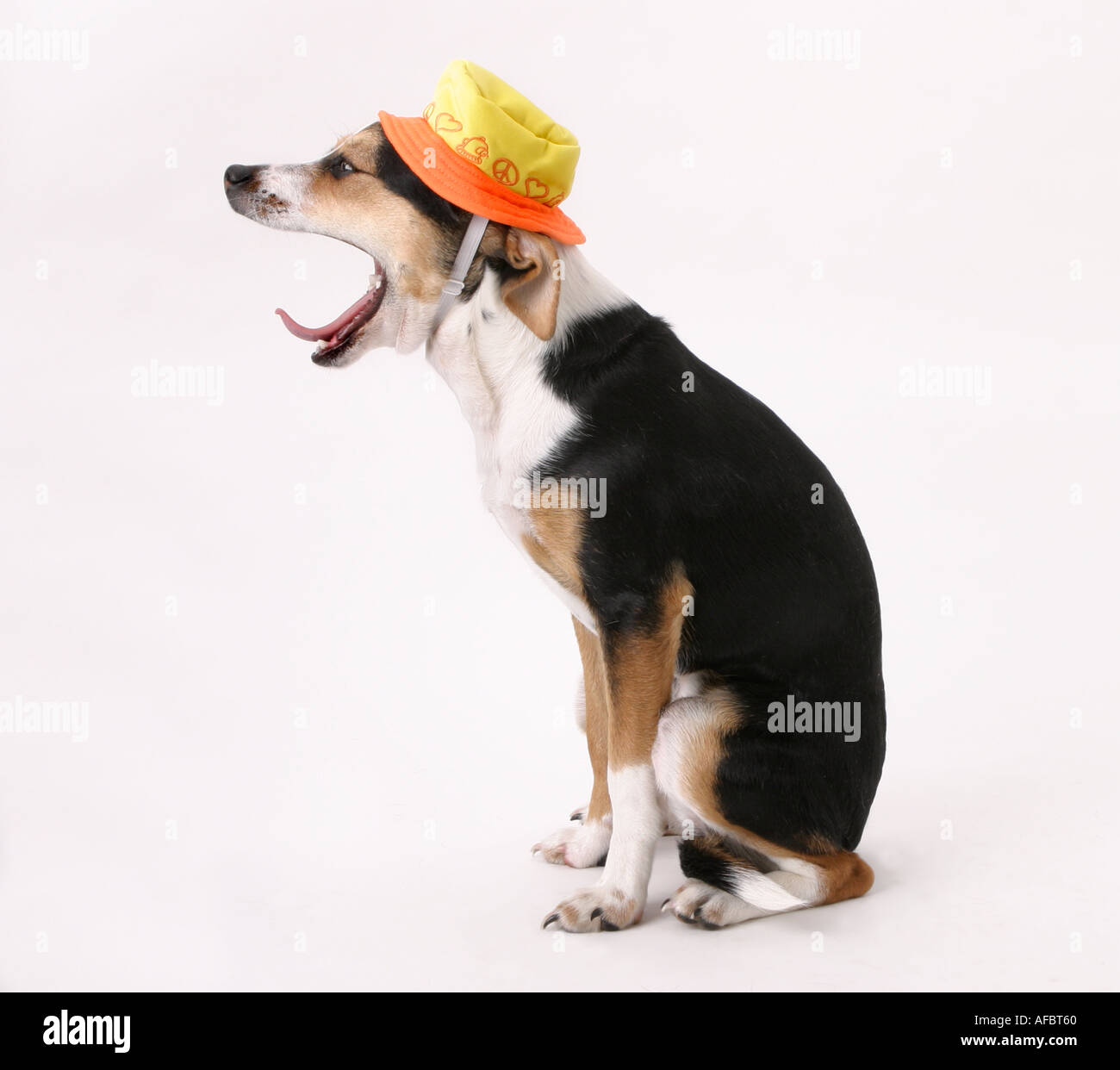 Yawning Beagle with Yellow Hat Stock Photo