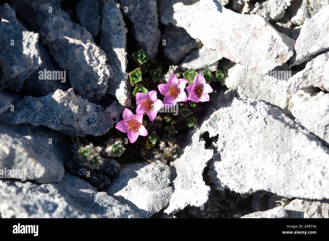 The purple flowers of the purple saxifrage  in the Arctic spring are the earliest to appear Stock Photo