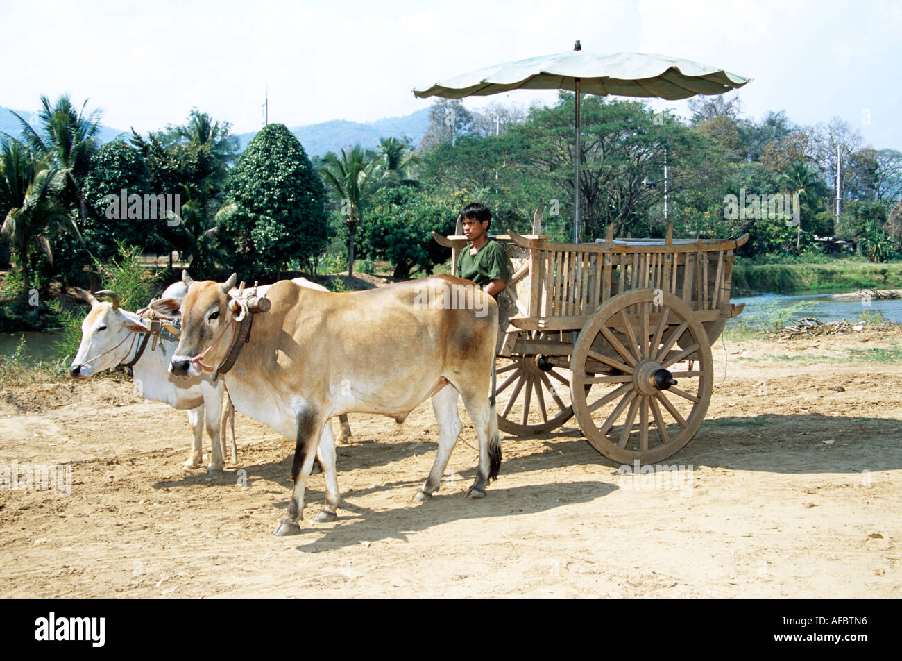 Oxen pulling oxcart, Mae Ping, near Chiang Mai, Thailand Stock Photo