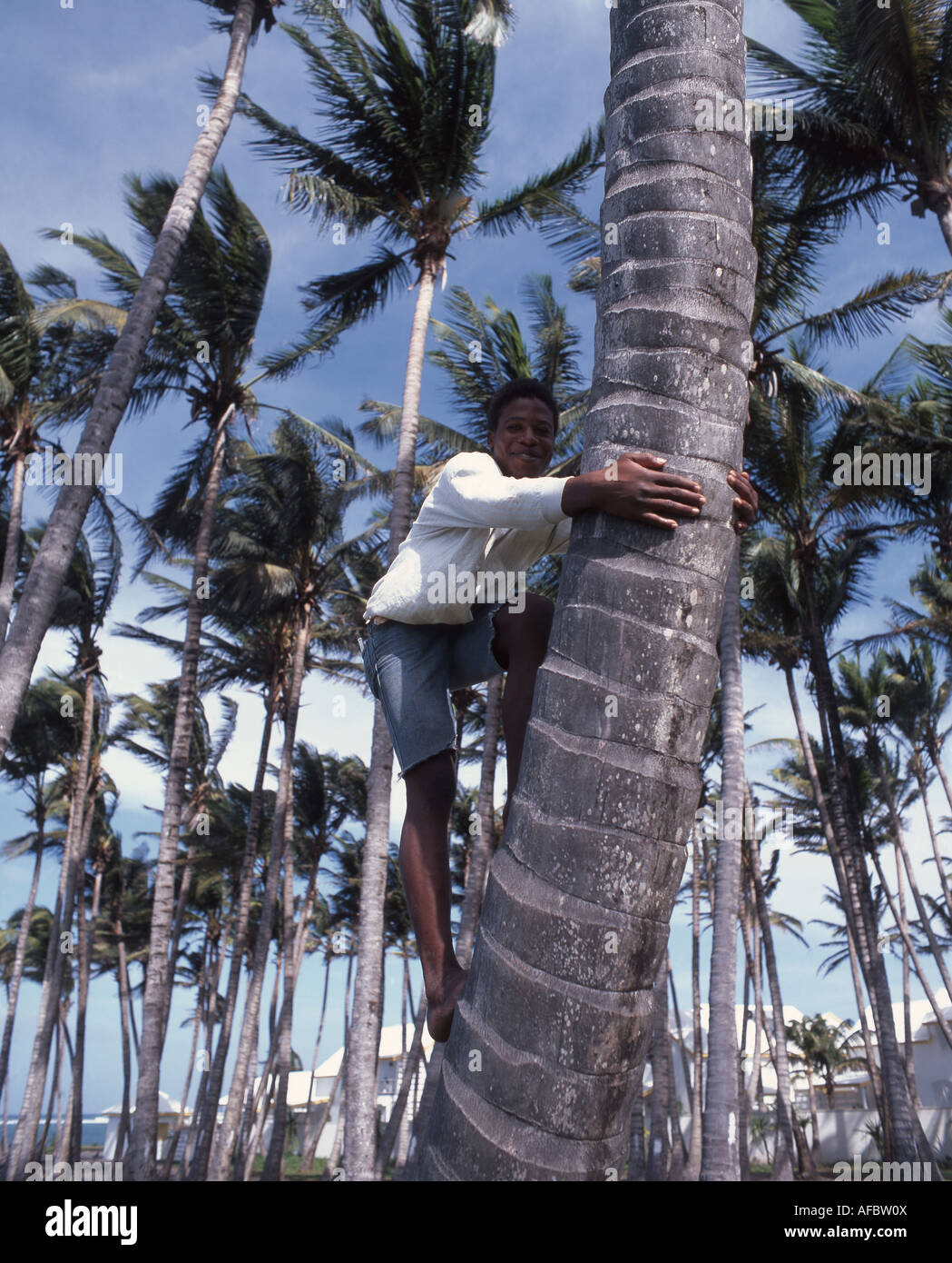 Local boy climbing coconut palm, St Kitts and Nevis, St Kitts, Lesser Antilles, Caribbean Stock Photo