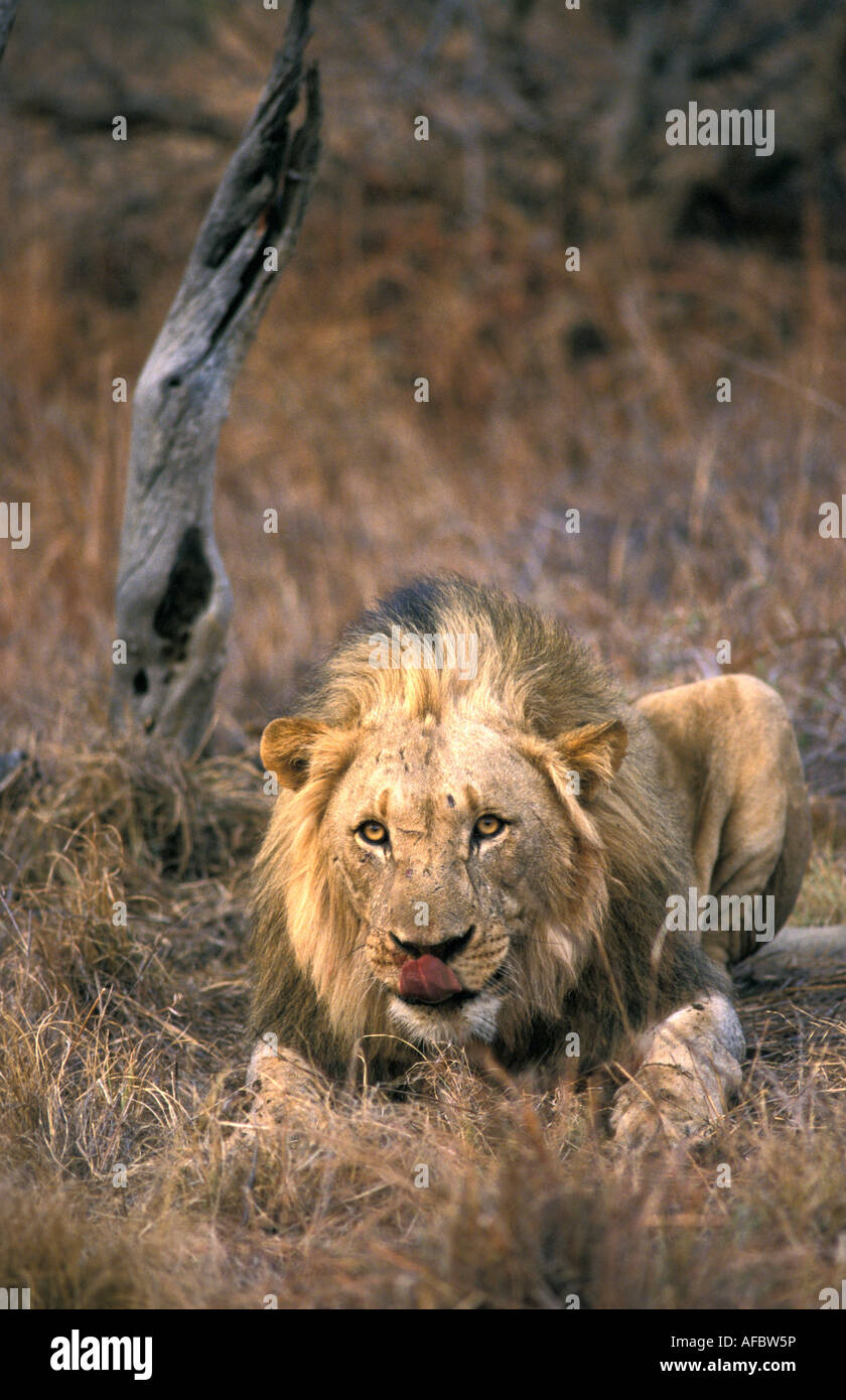 Flesh Eating Animals Stock Photos & Flesh Eating Animals Stock Images