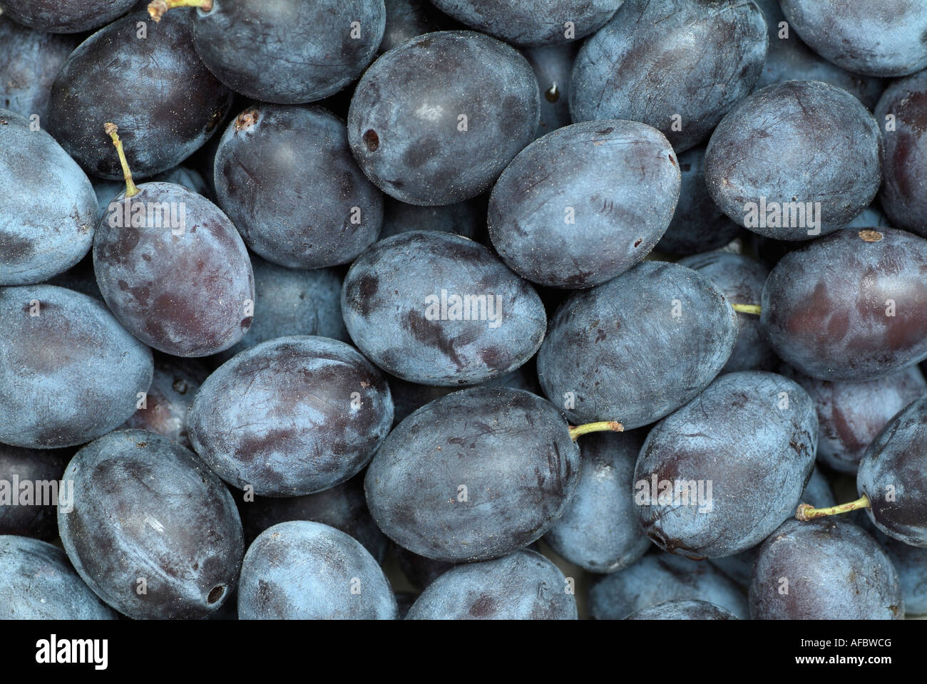 Plums Stock Photo