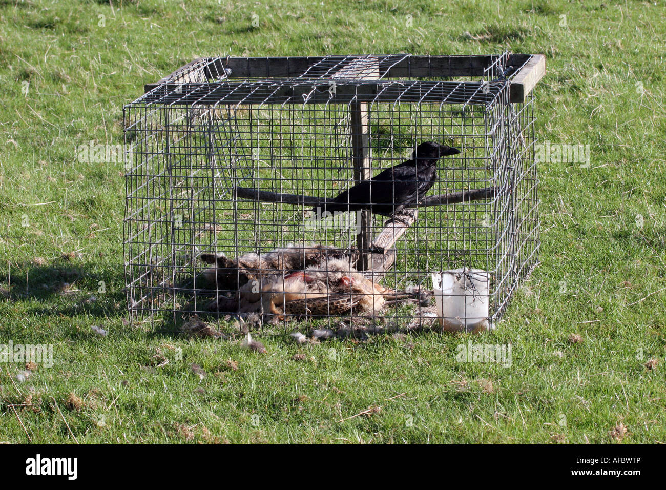 Crow Corvus corone corone in Larsen Trap Stock Photo