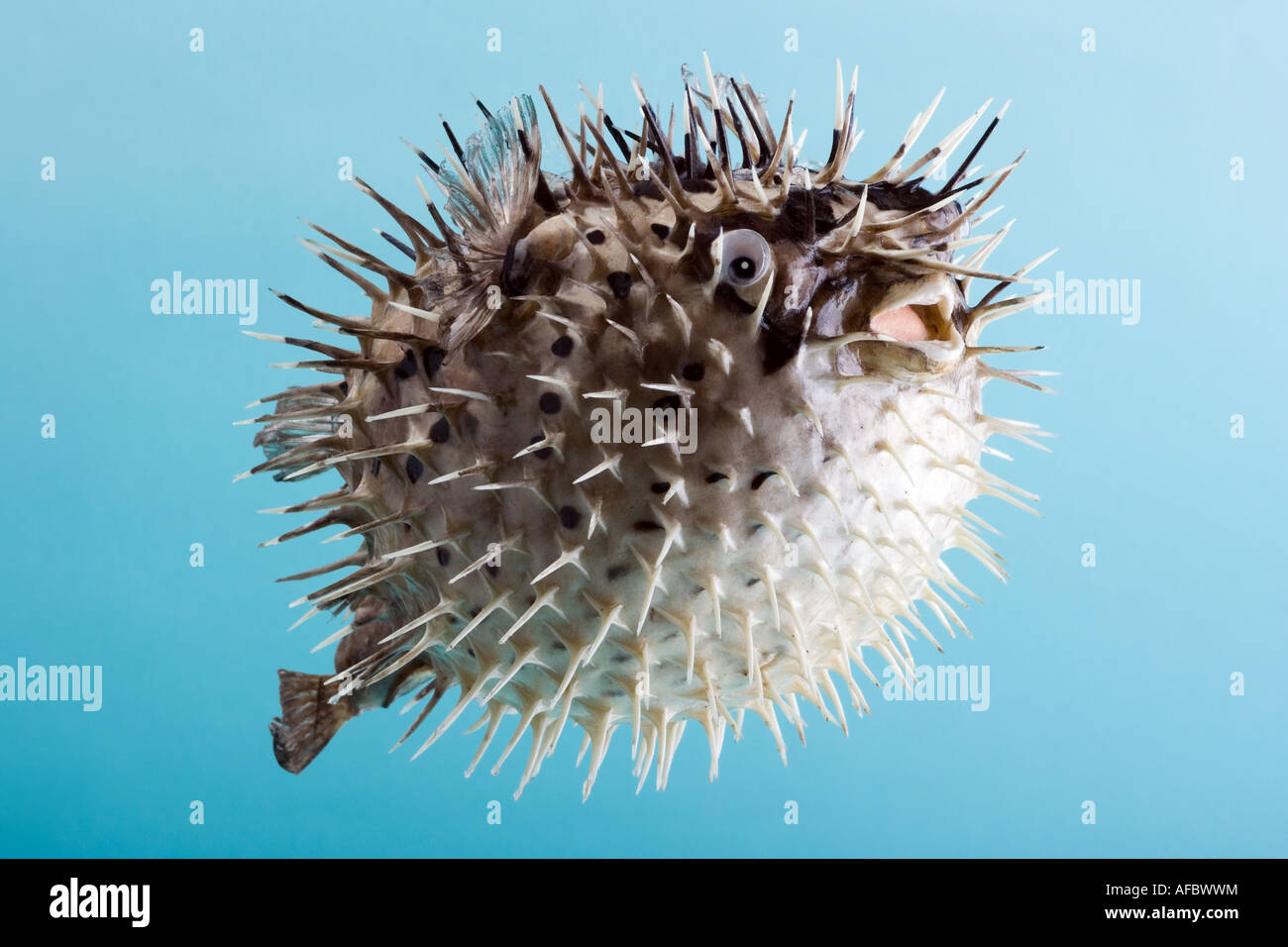 Hedgehog fish, the host at the danger of a ball shape with sharp prickles. Skin and viscera are poisonous. Stock Photo