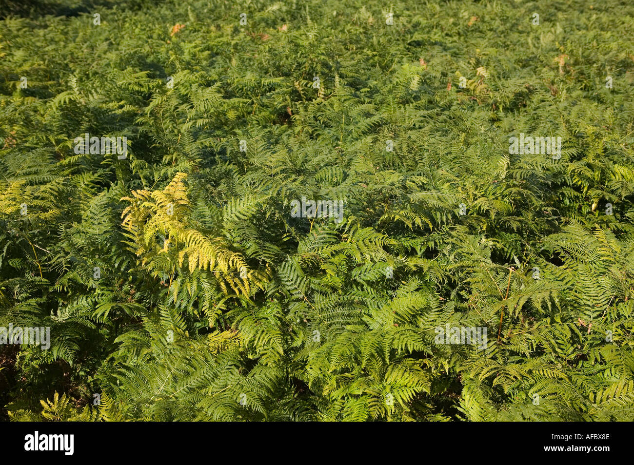 Invasive plant bracken Dryopteris felix mas male fern covering hillside Wales UK Stock Photo