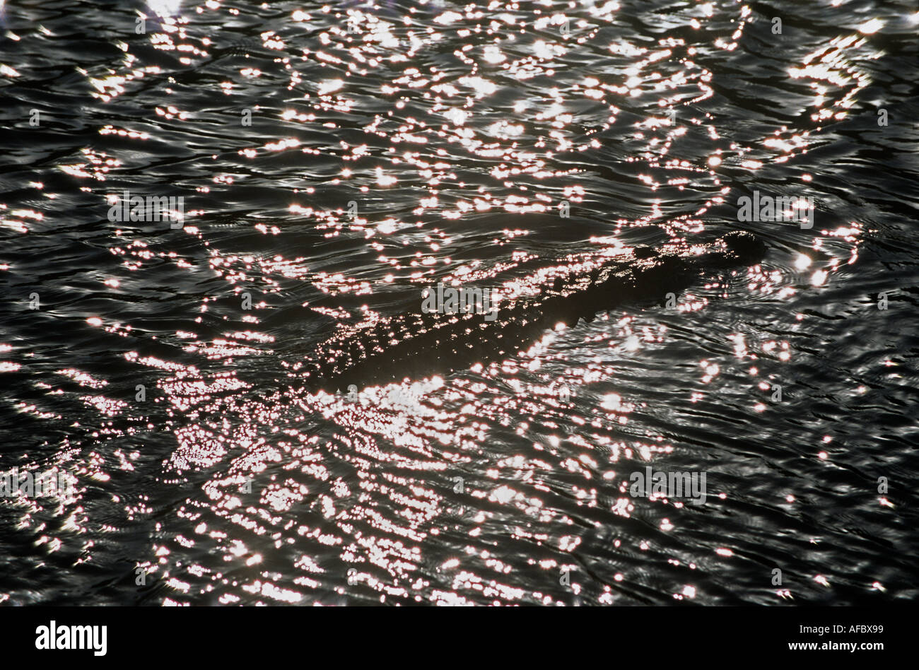American Alligator cruises across sunny pond Everglades National Park Florida Stock Photo