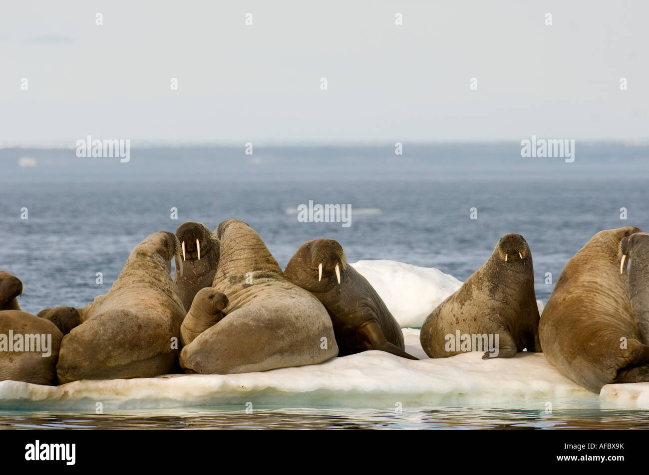 Group of female walrus with babies on pack ice.  The animals use ice as a base to feed from until it melts in late July. Stock Photo