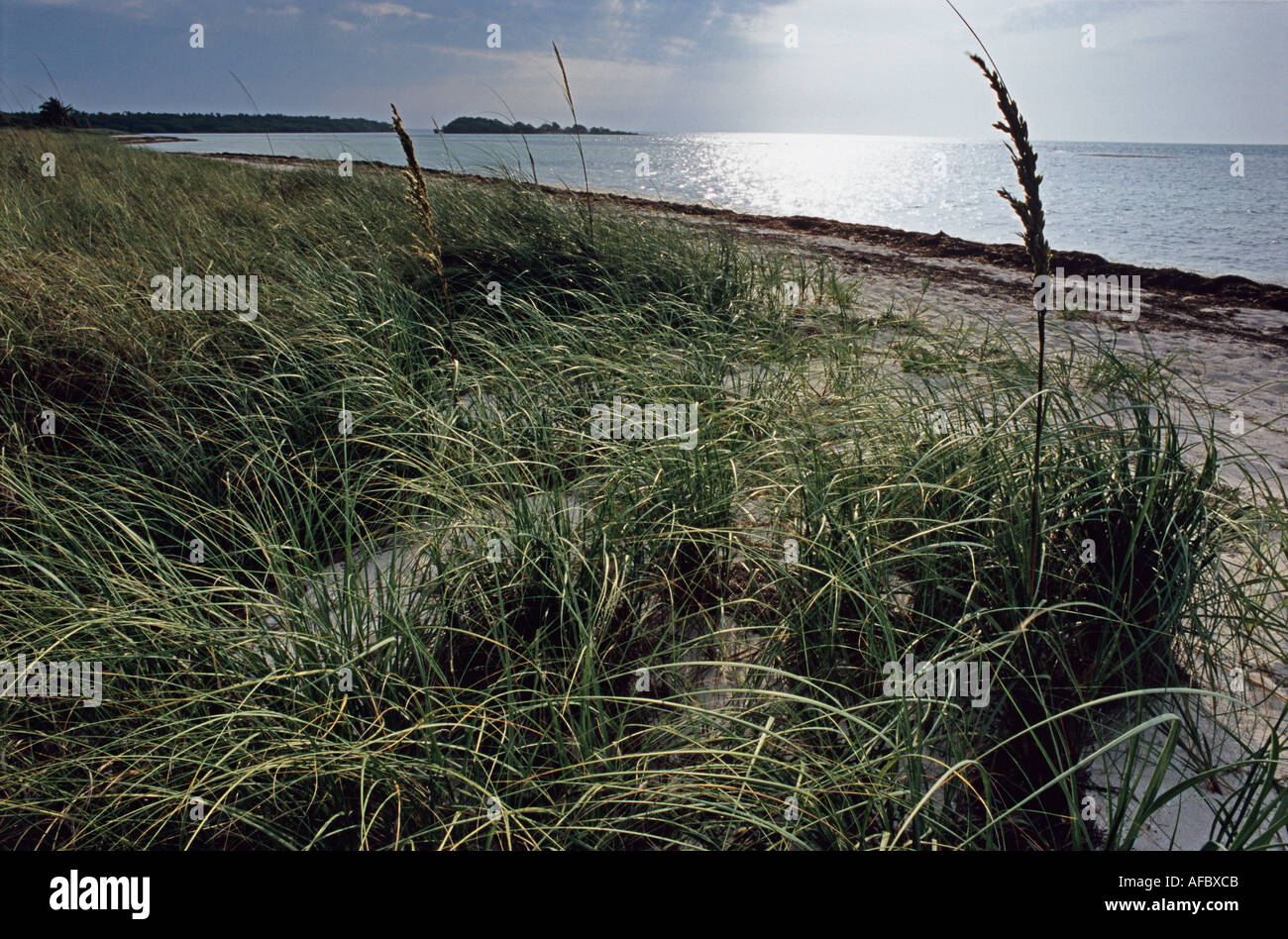 Sea Oats a grass cling to sand dunes at Bahia Honda State Park Florida Keys Florida Stock Photo