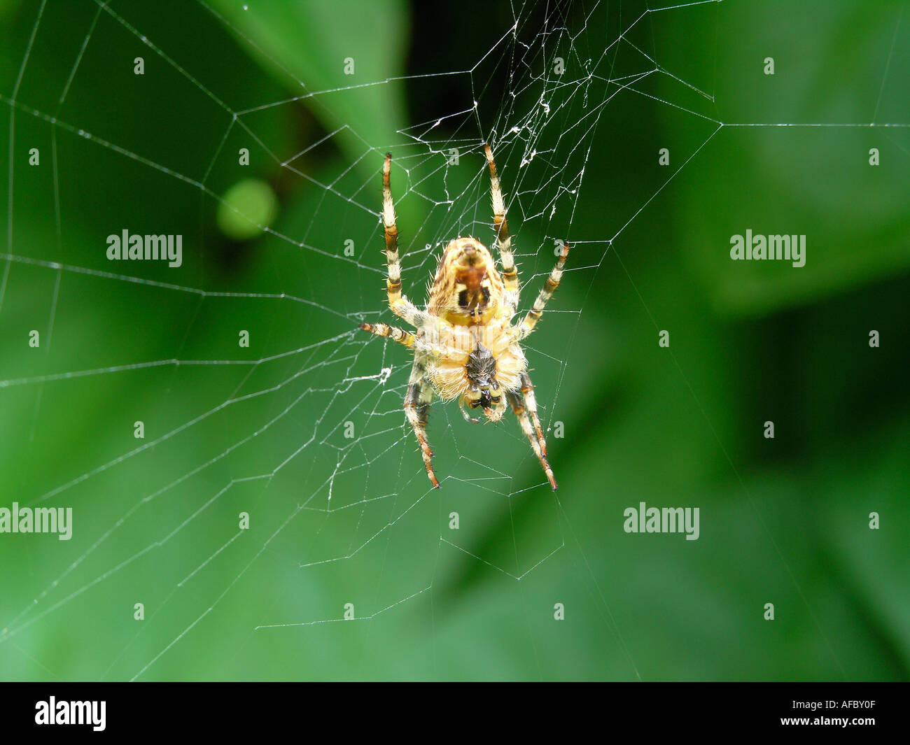 Common garden spider in its web  Araneus diadematus Stock Photo