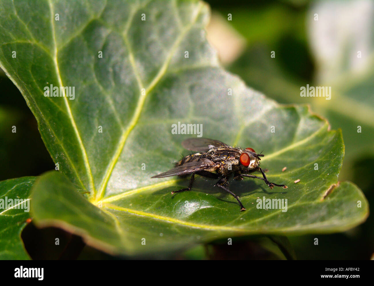 Flesh fly family Sarcophagidae  Sarcophaga sp Stock Photo