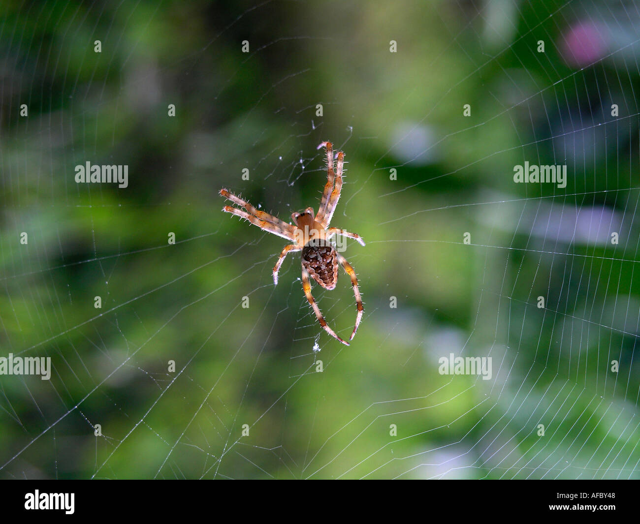 Common garden spider in its web Araneus diadematus Stock Photo - Alamy