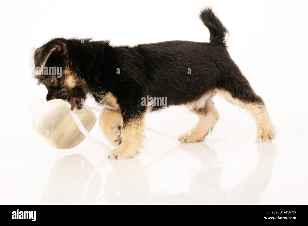 Puppy isolated on white Stock Photo