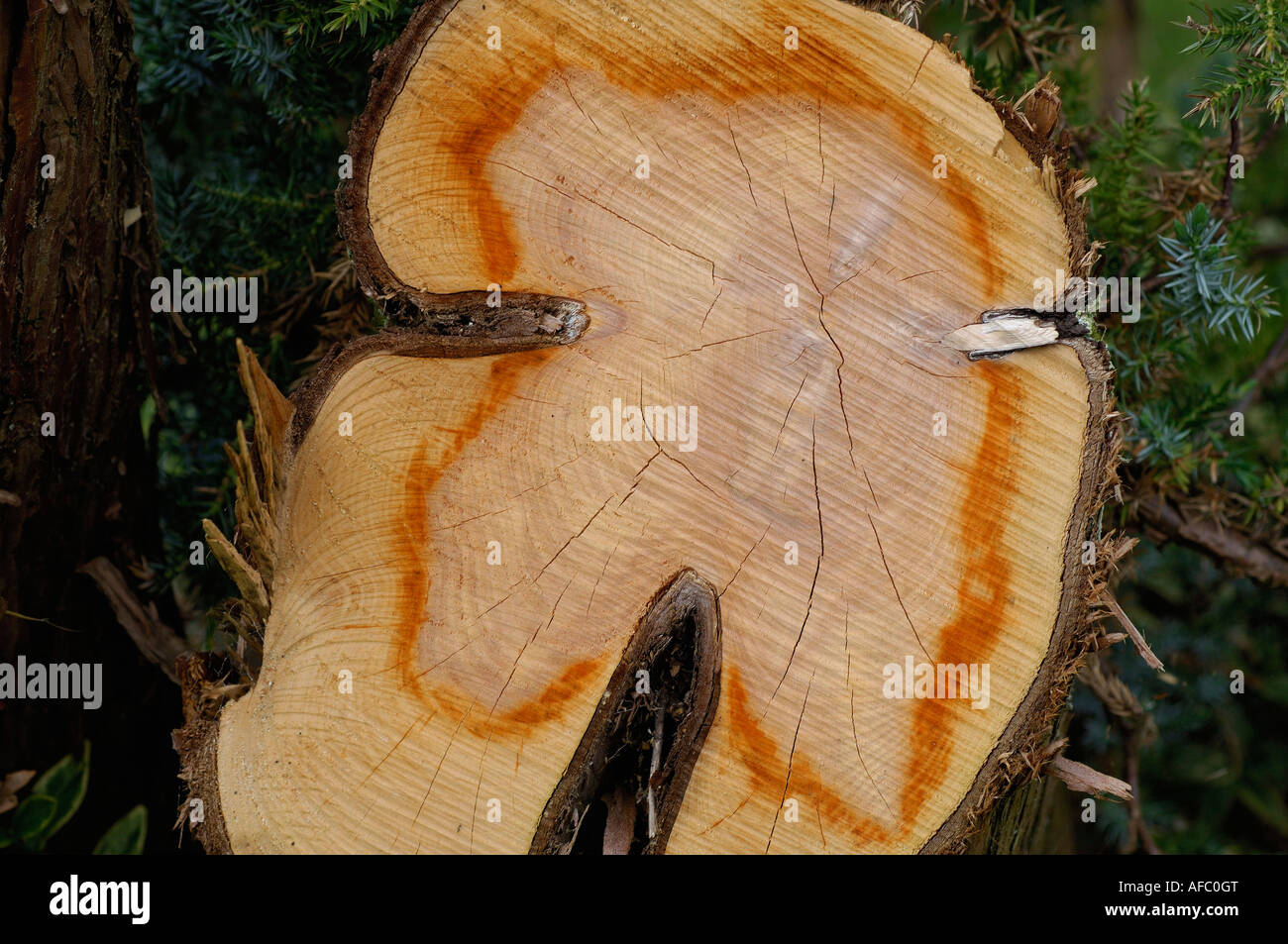 Cross section of main stem of 200 year old yew tree Stock Photo