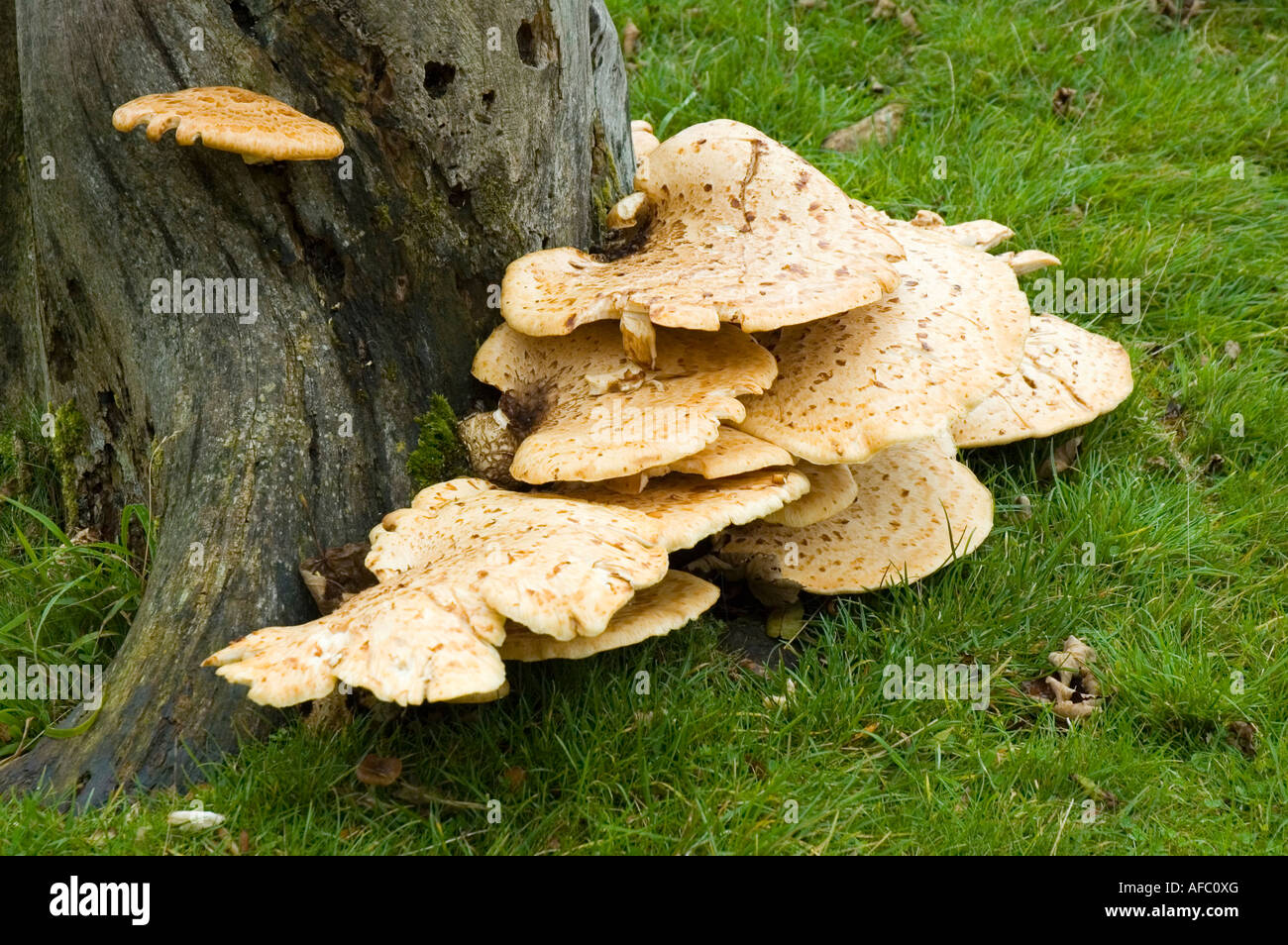 Bracket fungus, Laetiporus sulphureus or Sulphur Polypore, on a tree stump in Cumbria, England, UK Stock Photo