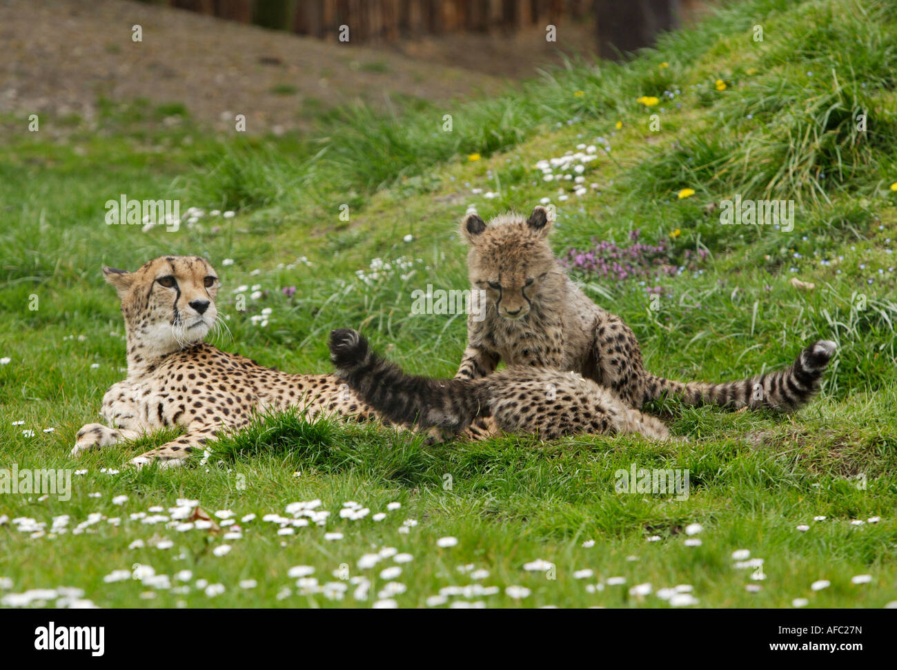 Cheetah with young animals Stock Photo