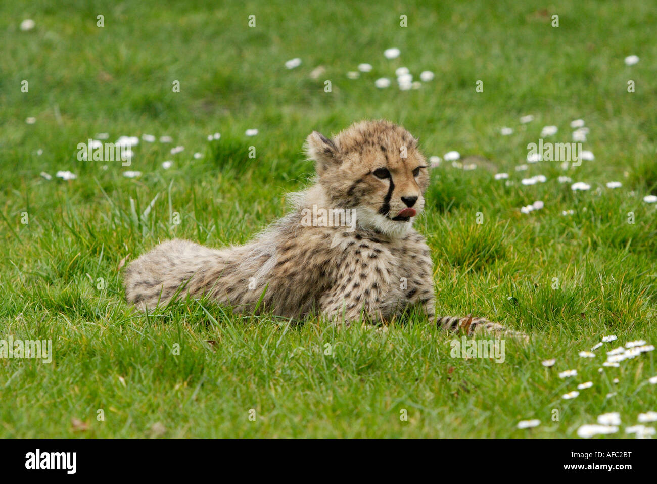 Young cheetahs Stock Photo