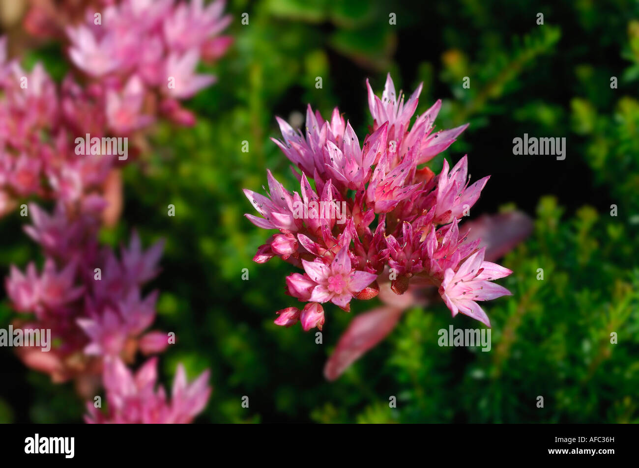 Semi close up of bright pink Sedum flowers Perthshire Scotland UK Stock Photo