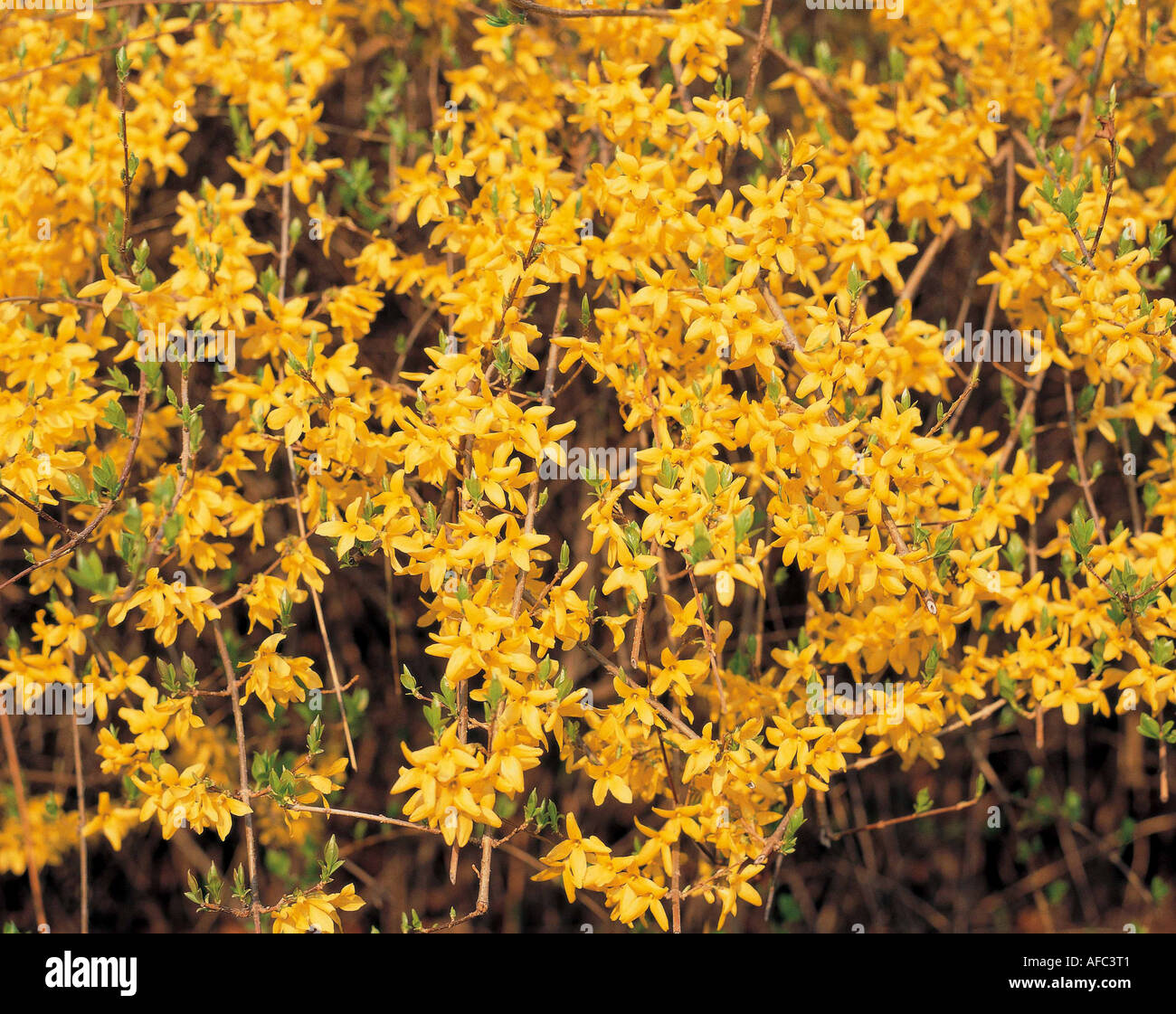 Spring season forsythia plants hi-res stock photography and images - Alamy