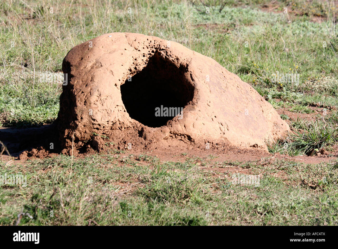 Termite mound, South Africa Stock Photo - Alamy
