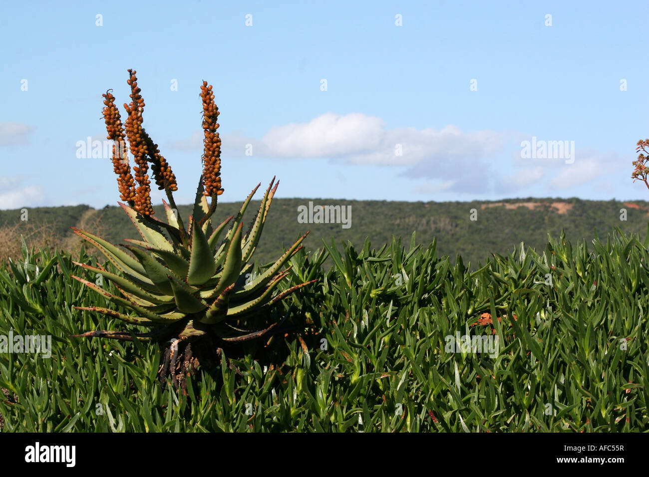 Aloes in the mist, Africa, Liliaceae, Lillies, African lillies, Cape flora, Cape flowers, cape, Cape Province, Flora, botanical, Stock Photo